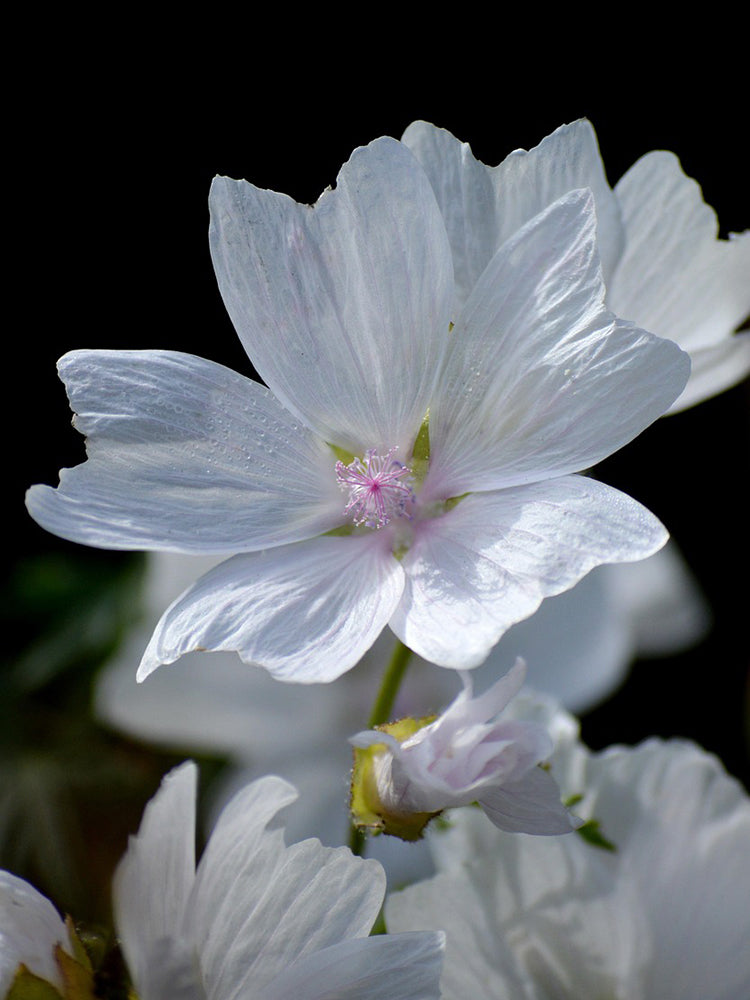White Flowered Mallow