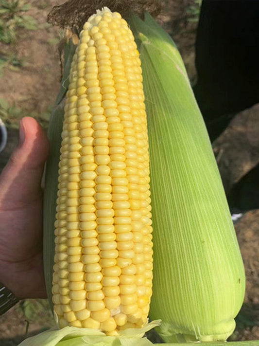 Zhongnong Tian No.488 Super Sweet Fruit Corn