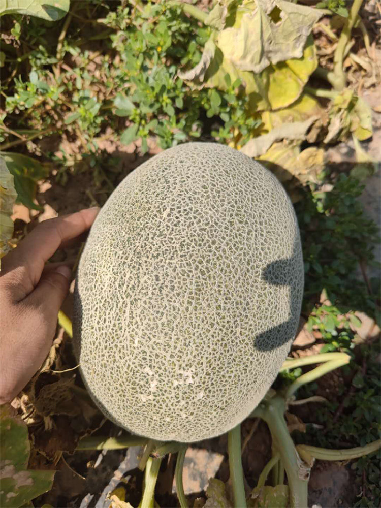 Zhenyu Sweet Melons