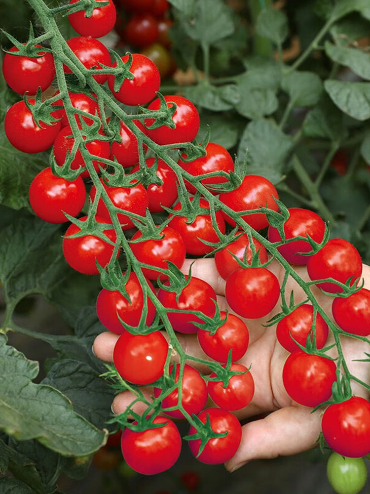 Pearl Falls Tomato