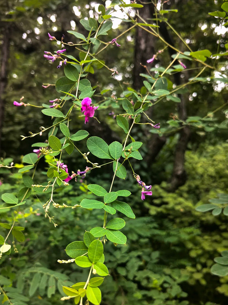 Bush Clover