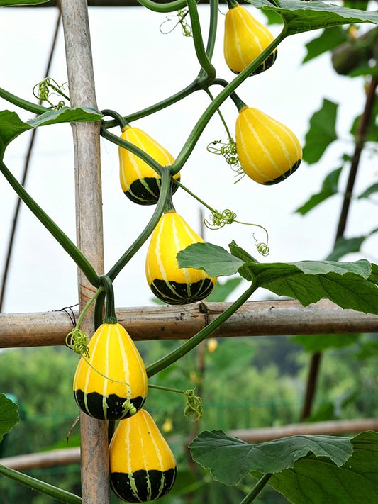 Little Rascal Gourd
