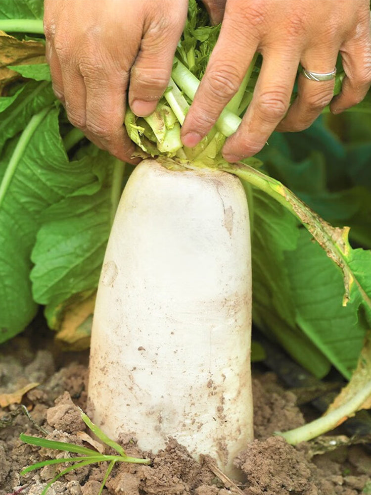 'Nanpanzhou' Radish
