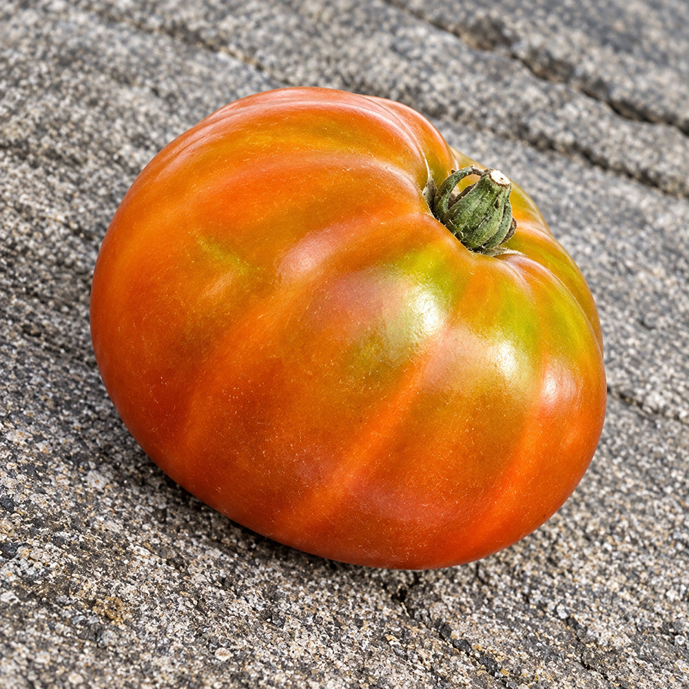 459 Maf's Brown #9 Tomato