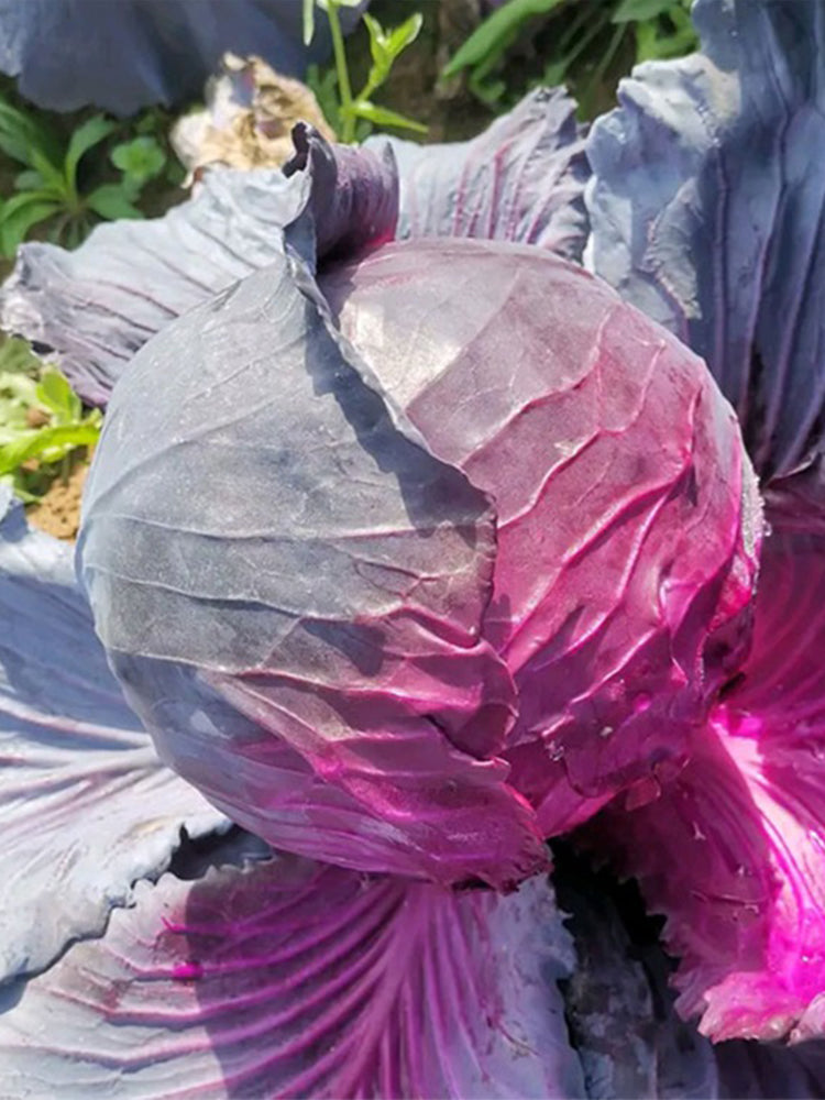 'Purple Crystal' Cabbage