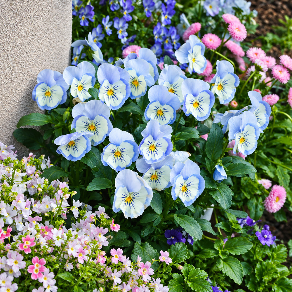 U2336 Cats Plus Marina F1 Pansy