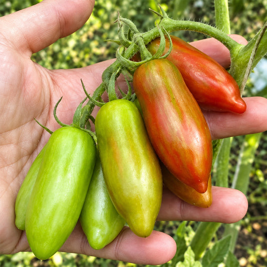 523 Sweet Casady Tomato