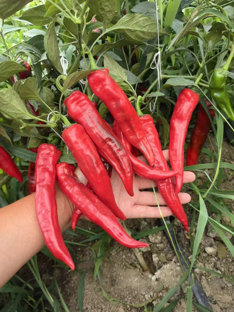 Hongyun No.1 Sweet Pepper F1