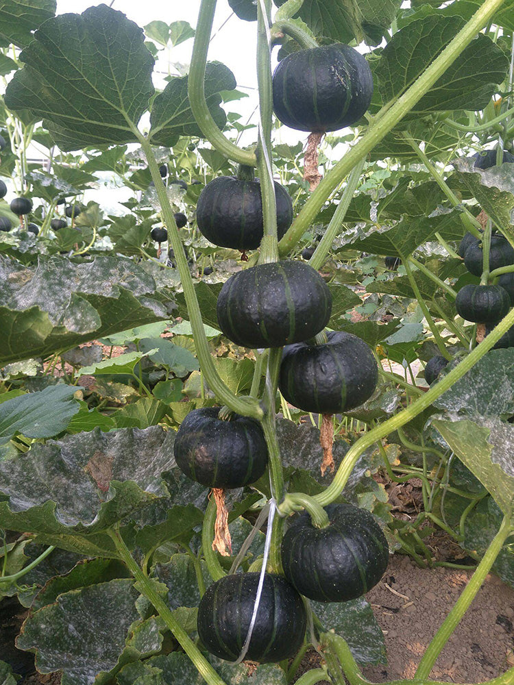 Mini Black Baby Pumpkin