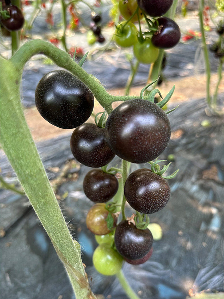 Obsidian Tomato