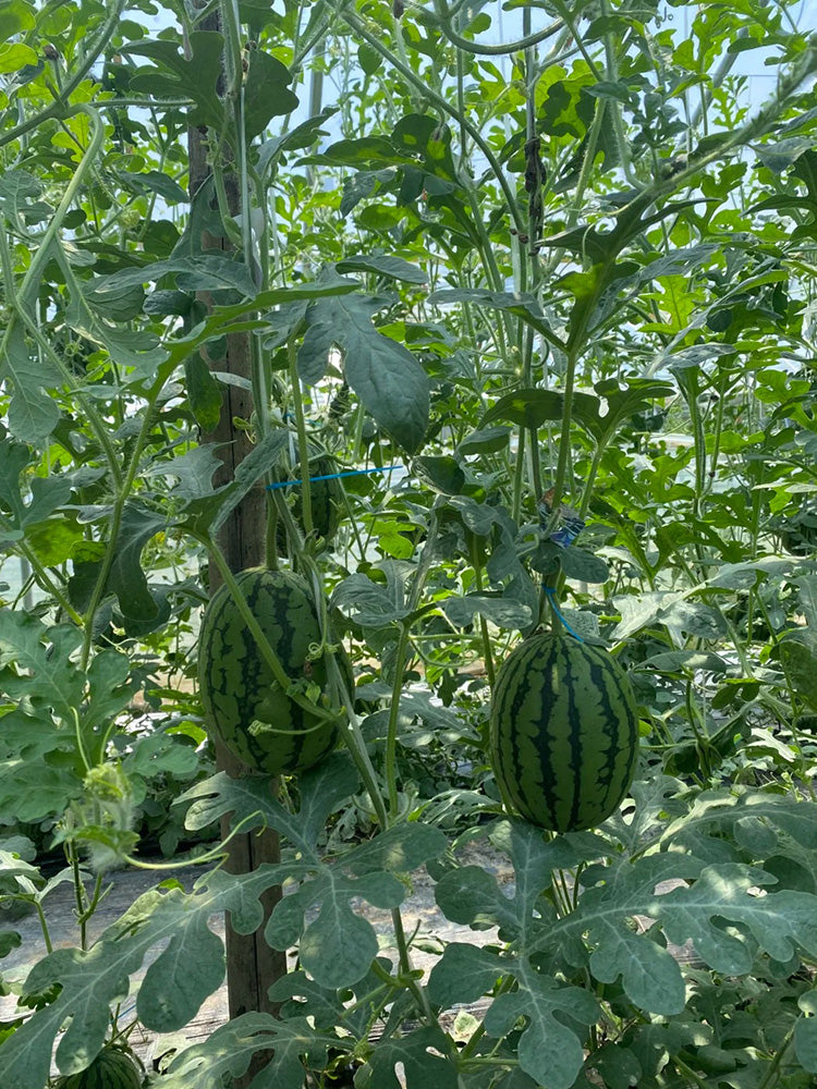 Double-Color Rainbow Watermelon