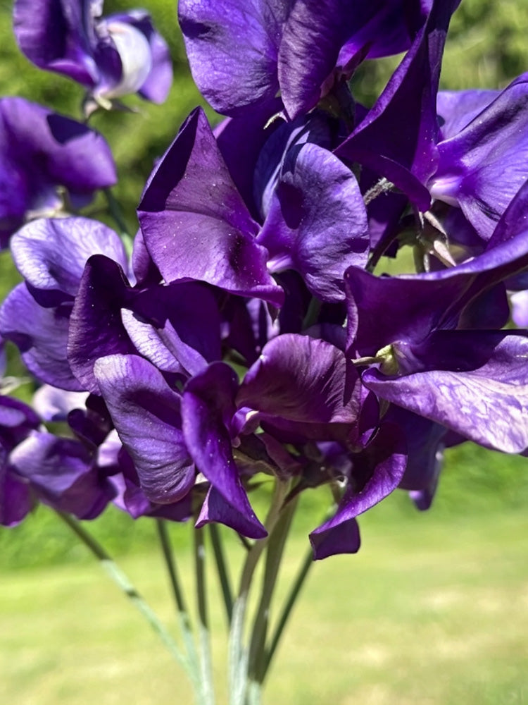 Royal Navy Blue Sweet Pea
