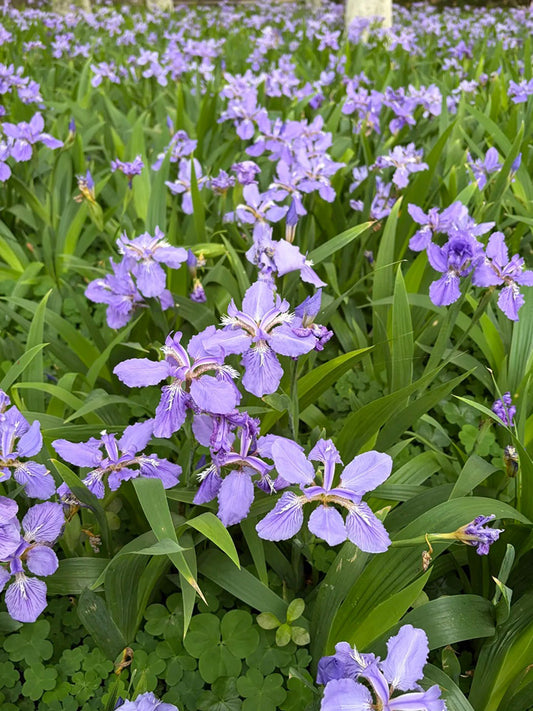 Blue Butterfly Iris