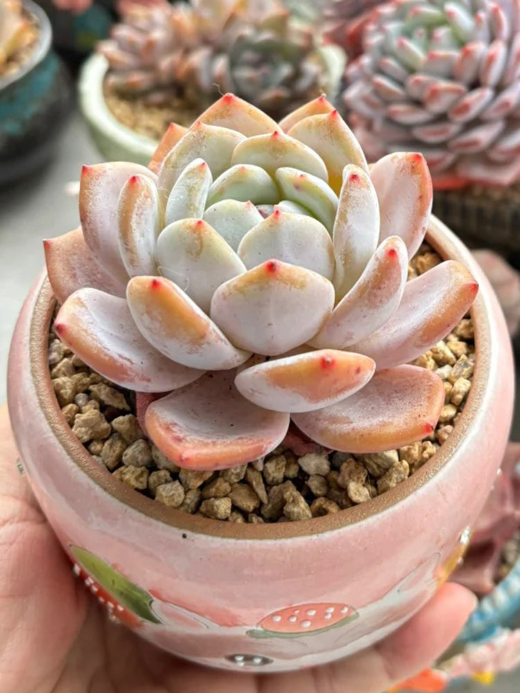 Echeveria cv. 'Starlight Orange'