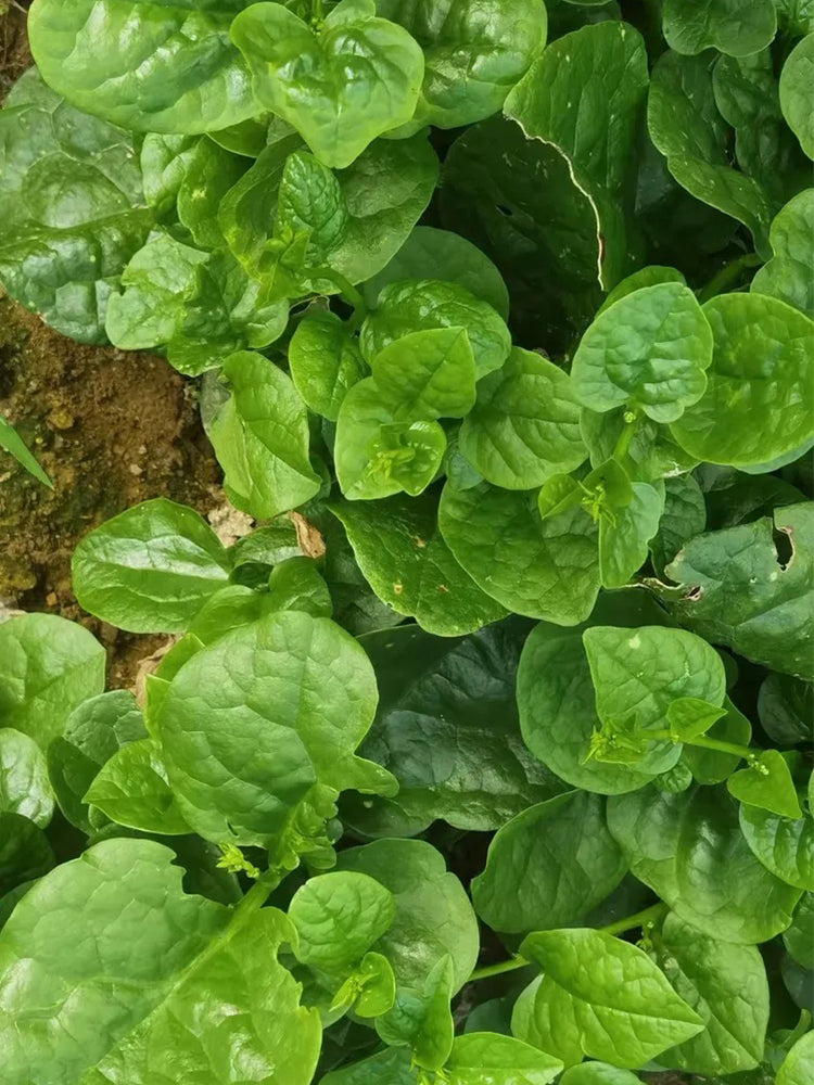'Nongdianzan' Creamy Malabar Spinach
