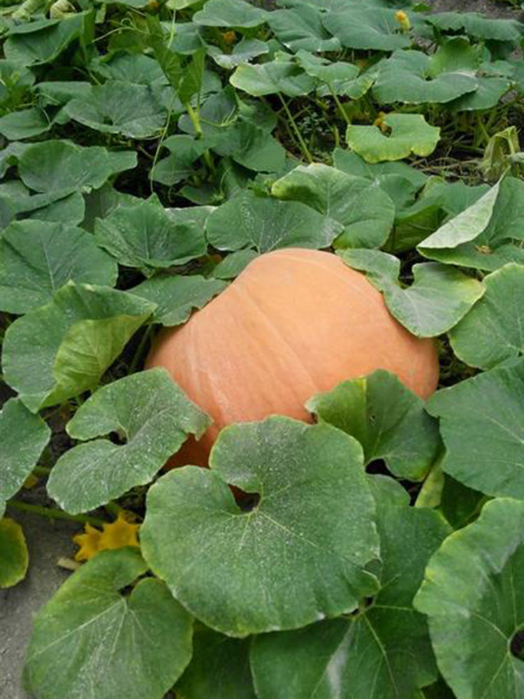 Extra Large Giant Pumpkin