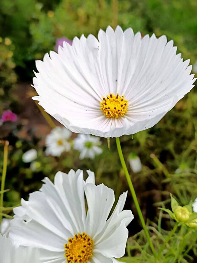 Hezhichun Cosmos bipinnatus 'Cupcakes White'