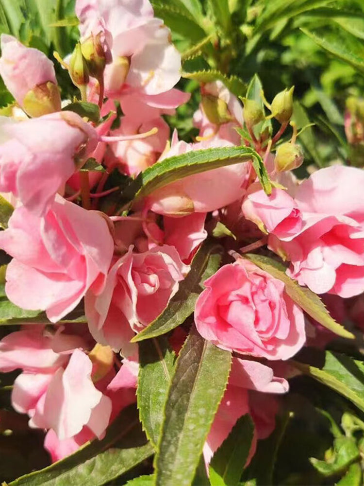 Pink Garden Balsam Double Flowers (Impatiens balsamena.L)