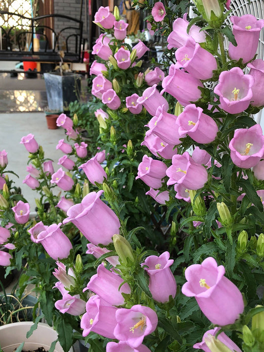 Canterbury Bells, Pink