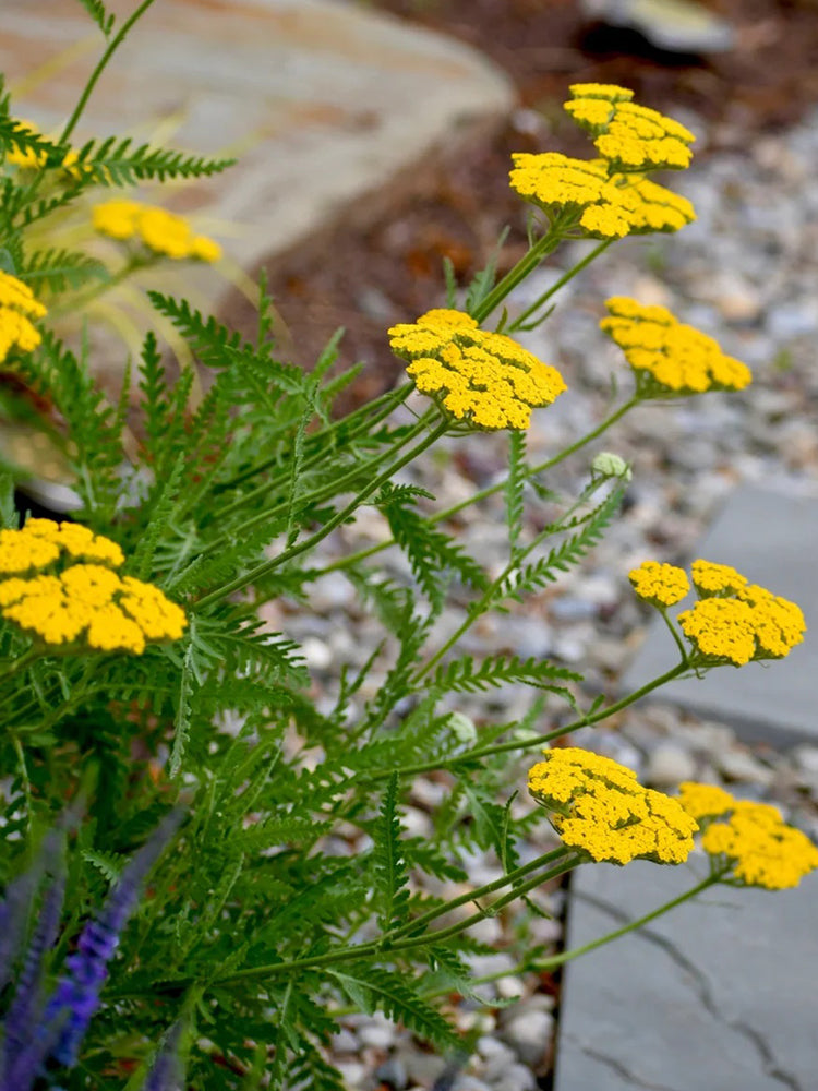 Yarrow, Yellow