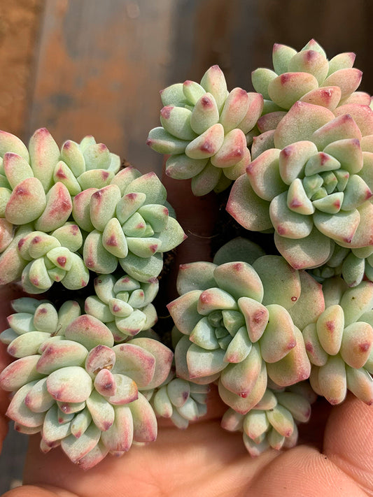 Echeveria Caramel Spirit