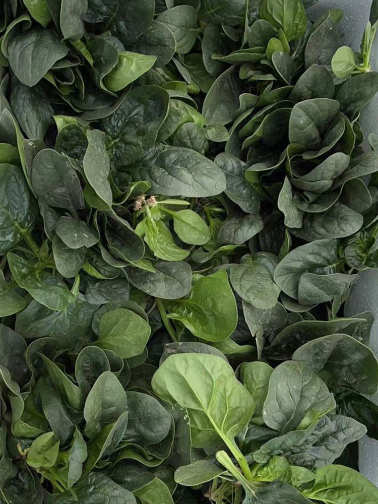 'Mobao 018' Prostrate Spinach