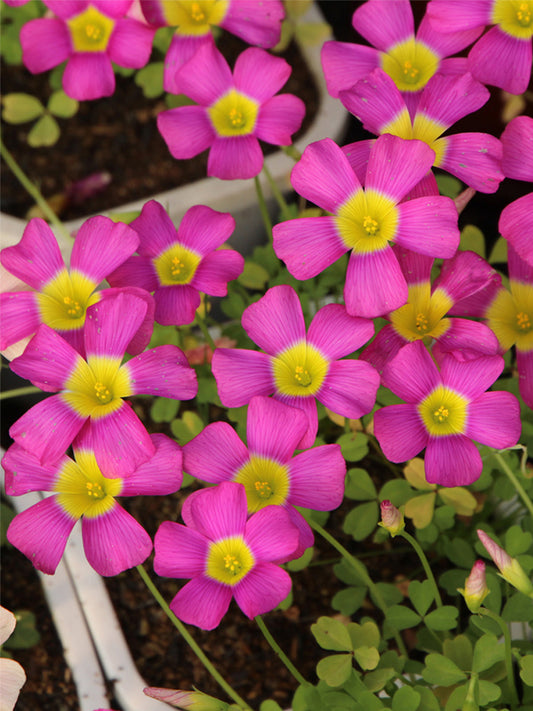 Oxalis obtusa Series Bulb - 'Fluorescent Purple'