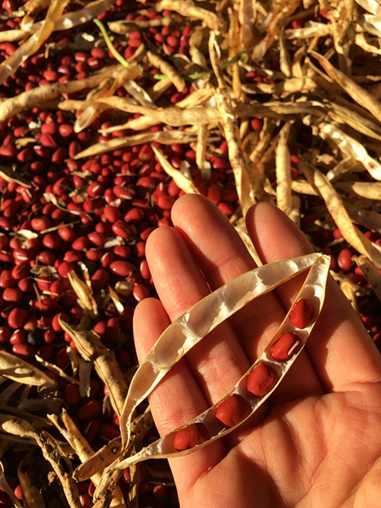 Xiangsi Red Bean