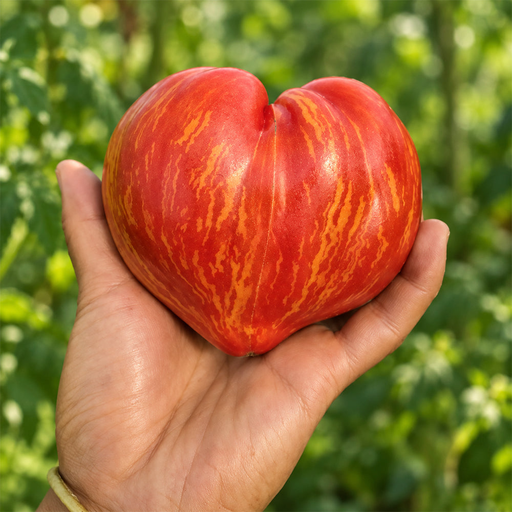395 Dwarf Stony Brook Heart Tomato