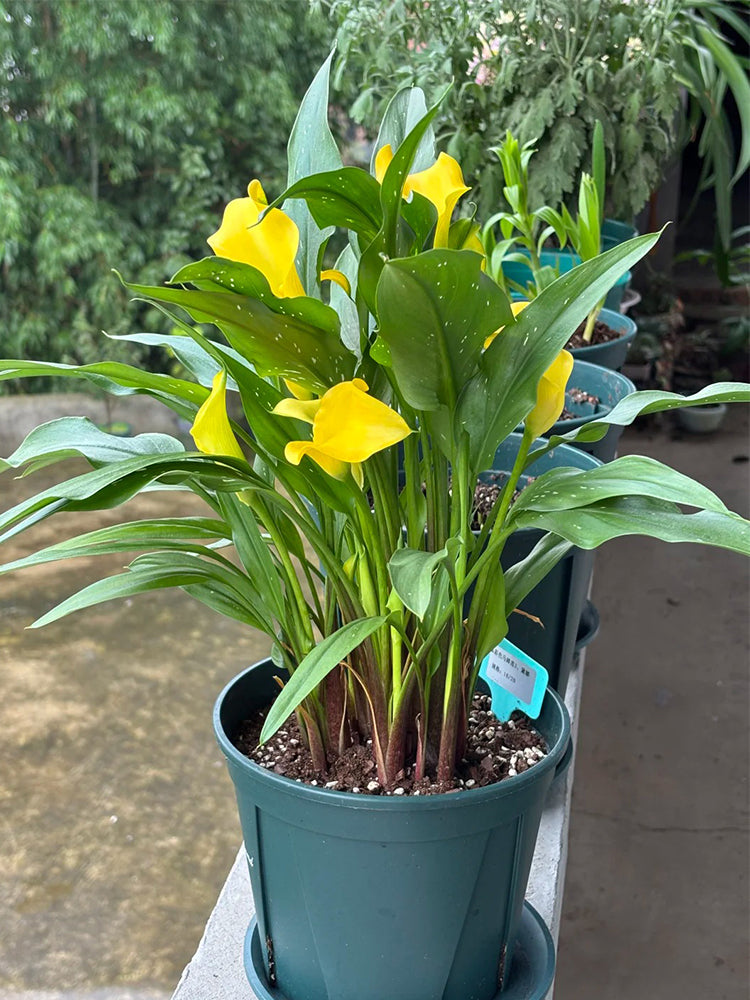 'Dana' Calla Lily