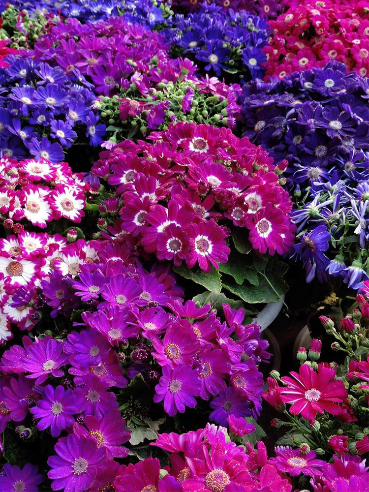 Mixed Colors Large-flowered Cineraria