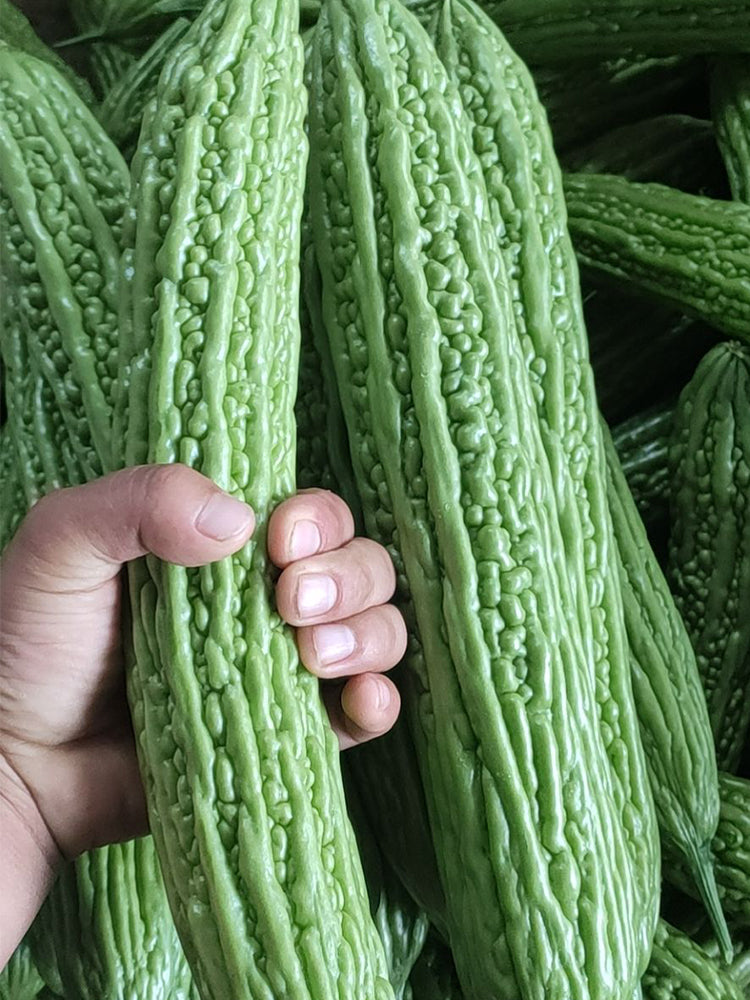 'Lvjinlong' Bitter Melon