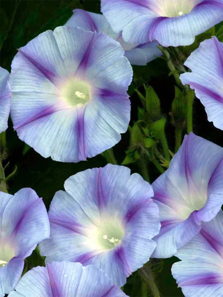 Hezhichun Morning Glory