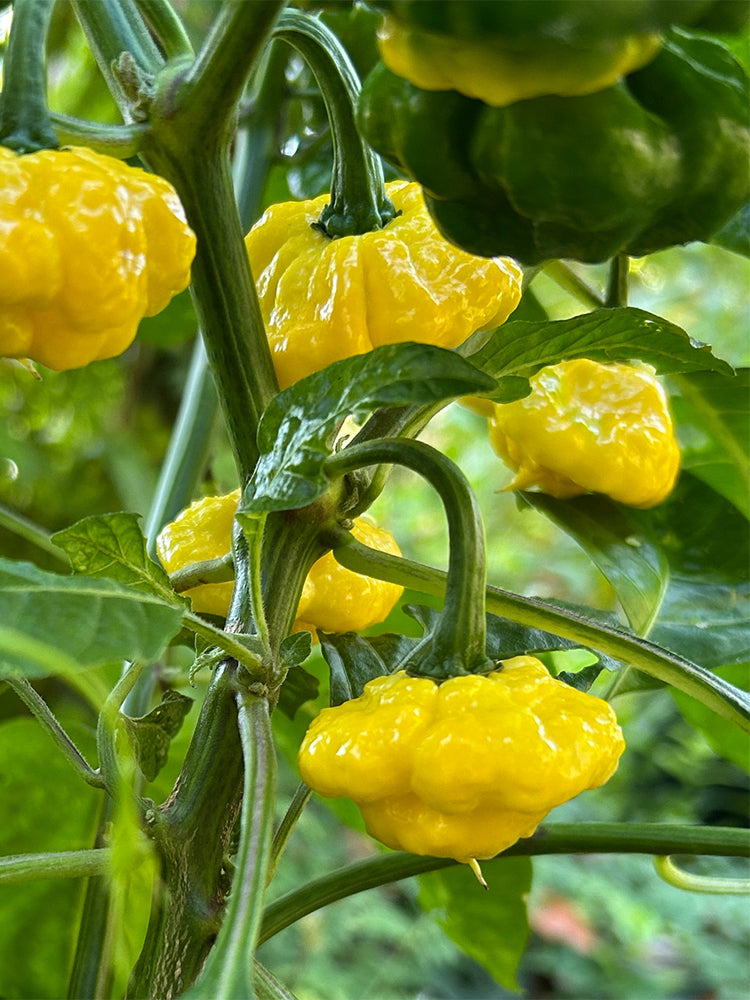 KS Lemon Starrburst Pepper
