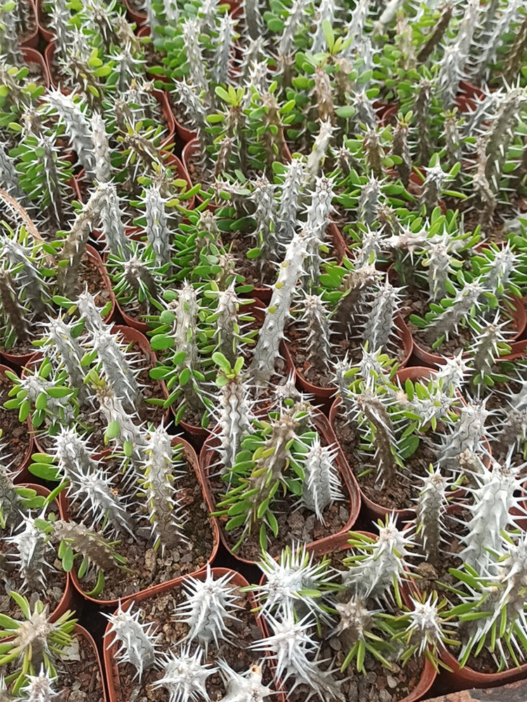 Alluaudia montagnacii Succulent