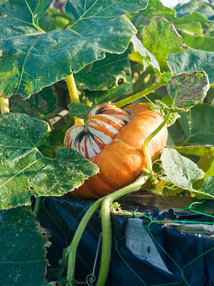 Hezhichun Turk's Turban Pumpkin