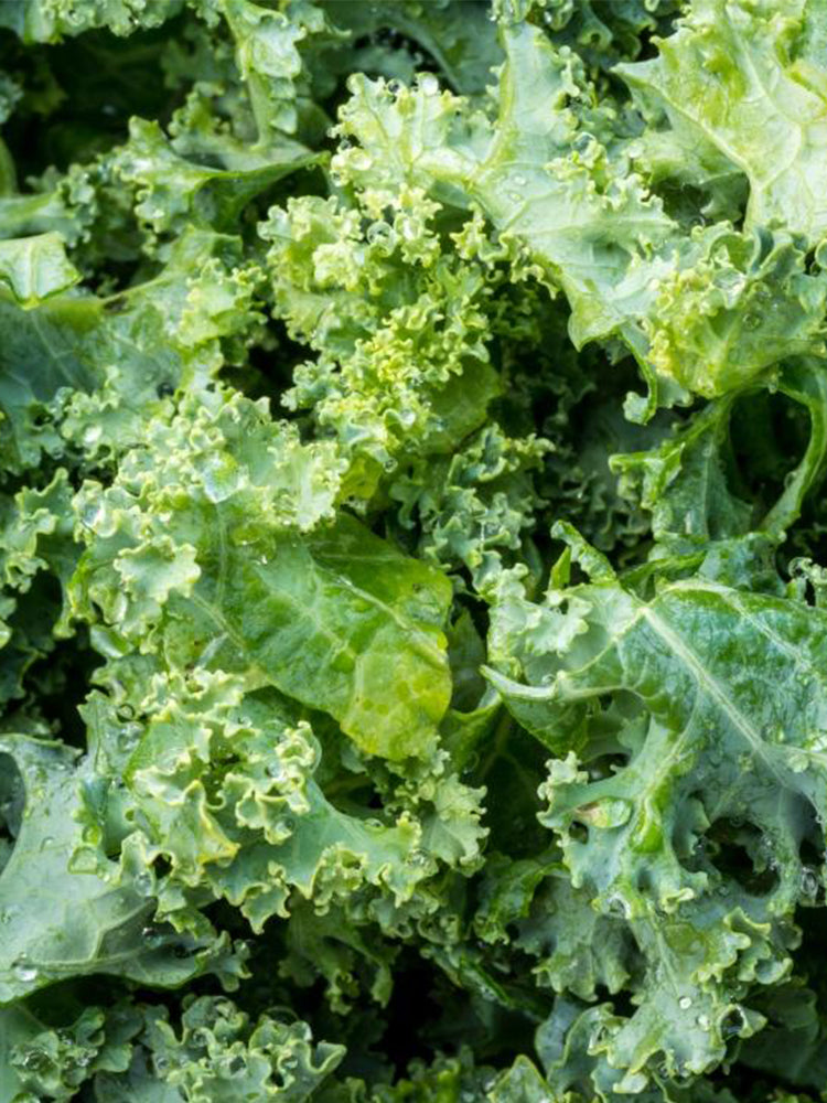 Curly kale (Brassica oleracea var. acephala)