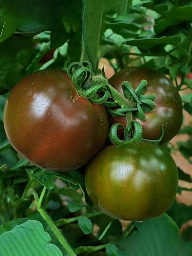 'Big Black Beauty' Tomato