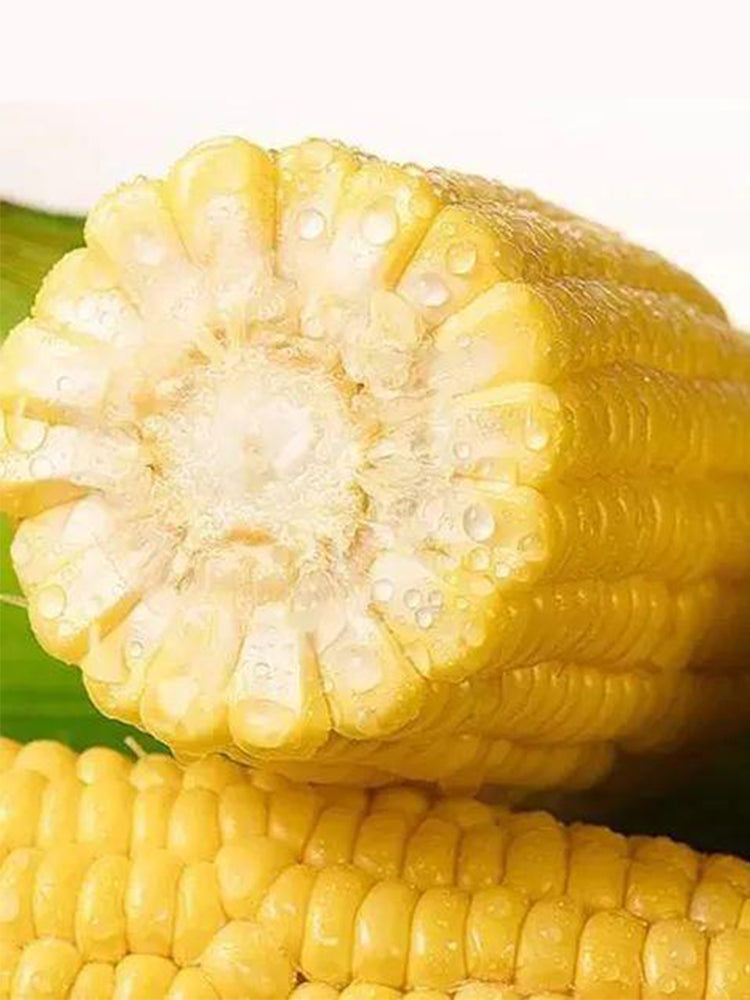 Lutian 196 Sweet Corns