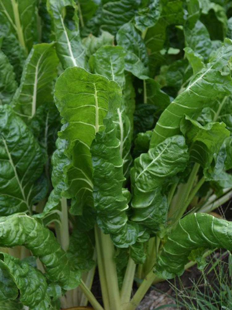 White-stemmed Leaf Beet