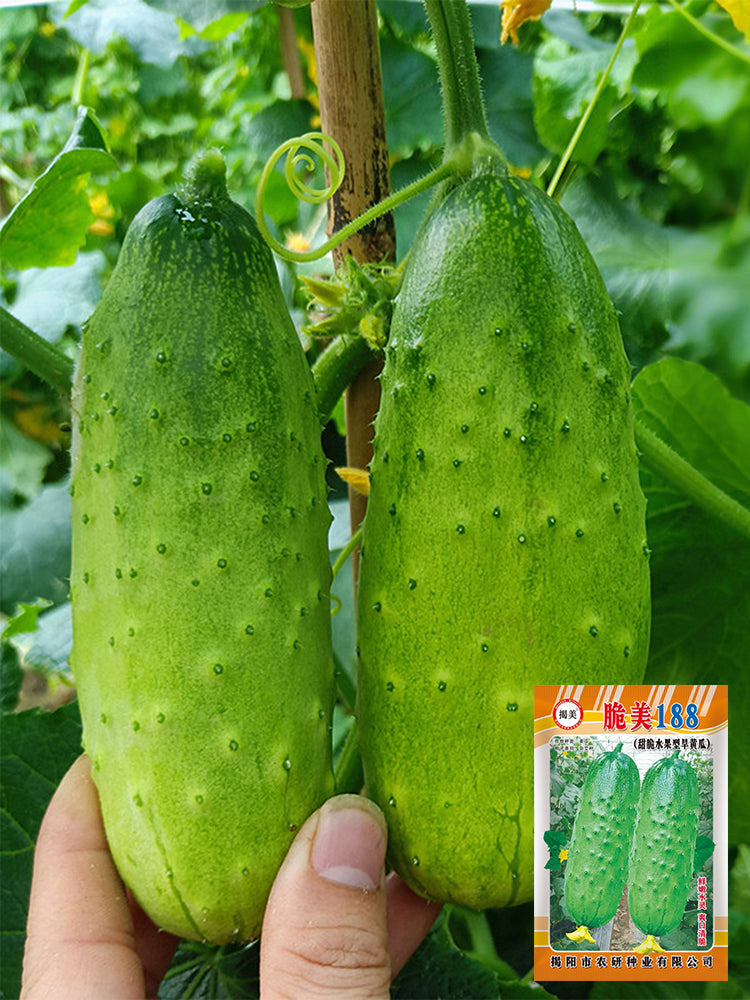 'Cuimei 188' Mini Cucumber