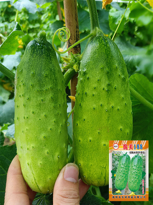 'Cuimei 188' Mini Cucumber