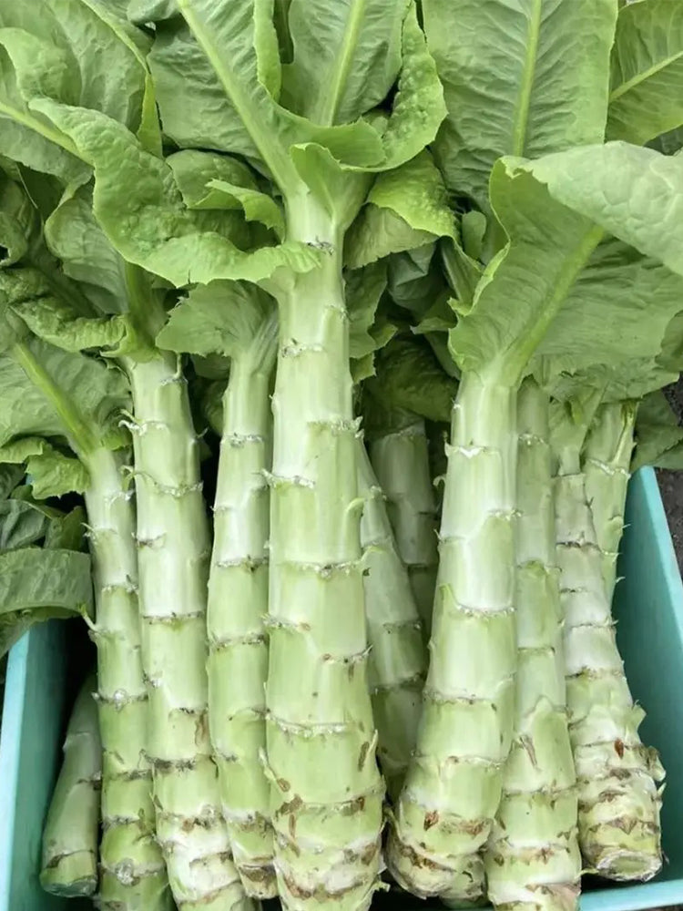 Heat-Resistant No.1 Stem Lettuce