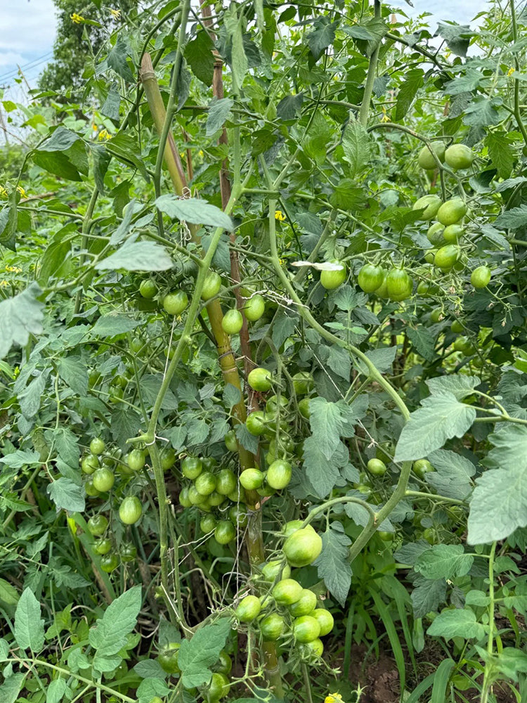 Green Jade Tomato