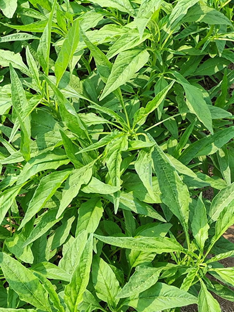 Green Willow Leaf Amaranth