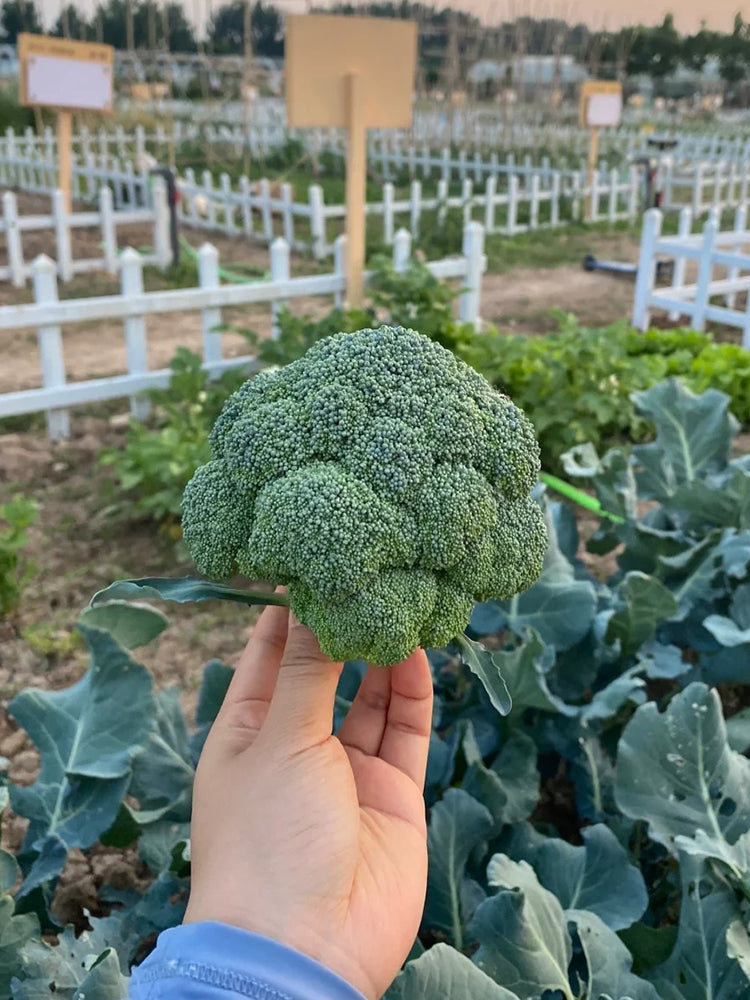 GreenVigour 60 Broccoli