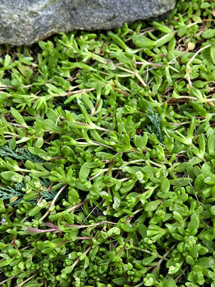 Green Carpet Rupturewort