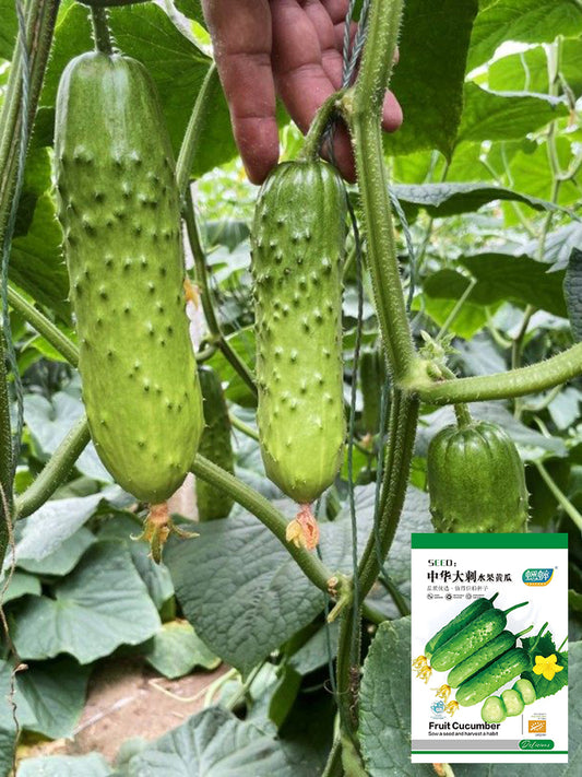 Chinese Large Thorn Fruit Cucumber