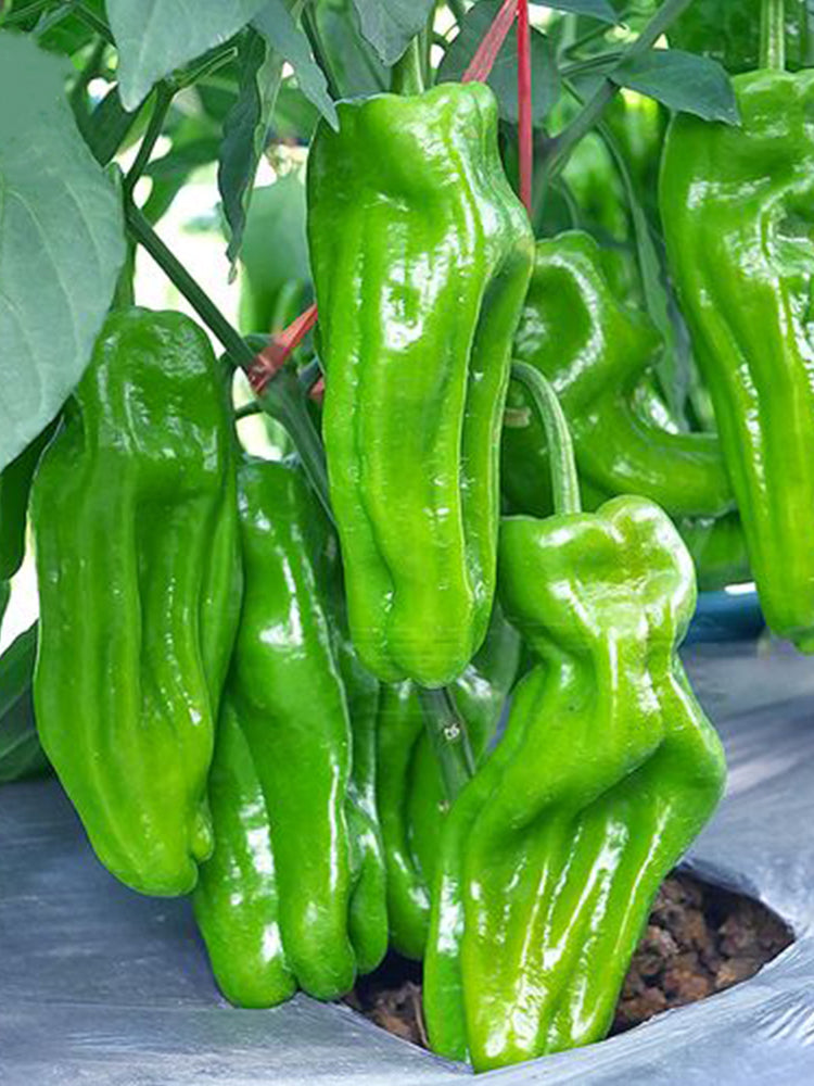 Crisp Thin-Skinned Chilis