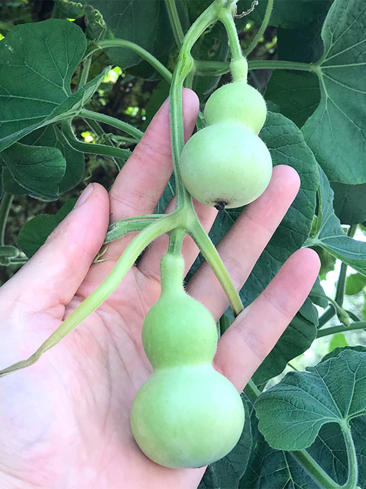 Hezhichun Mini Hand-twisted Gourd